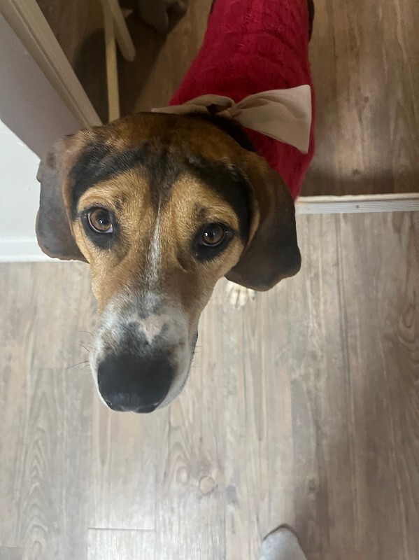 View Fletcher the Dog Photo #5