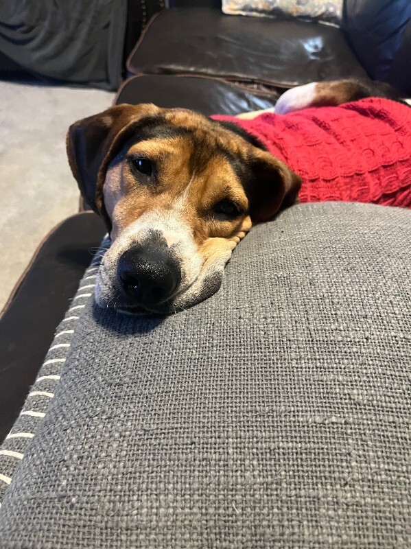 View Fletcher the Dog Photo #8