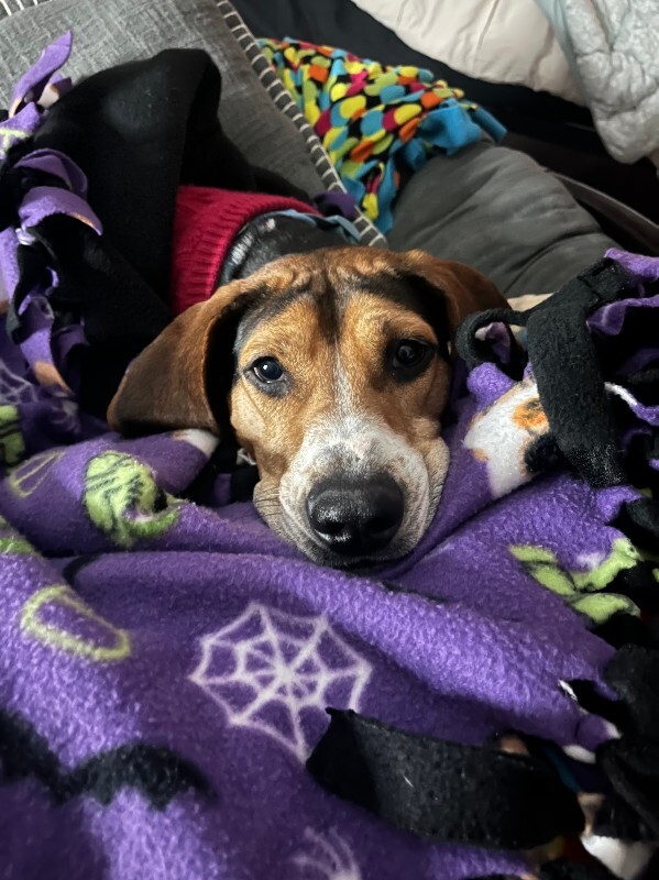 View Fletcher the Dog Photo #7