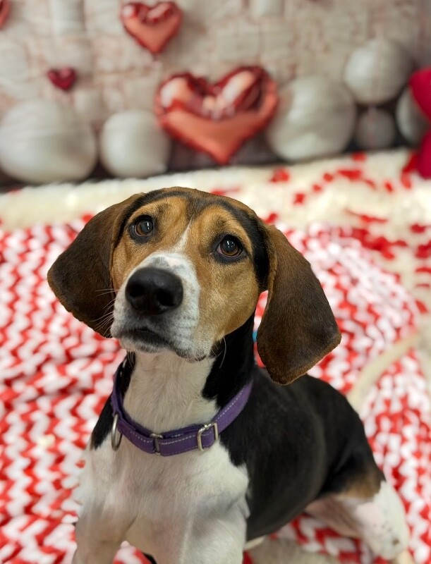 View Fletcher the Dog Photo #11