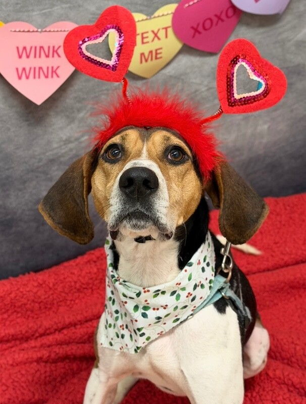 View Fletcher the Dog Photo #10