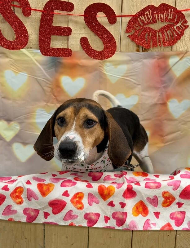 View Fletcher the Dog Photo #12