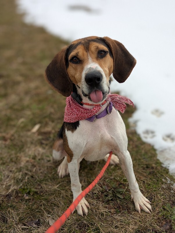 View Fletcher the Dog Photo #9