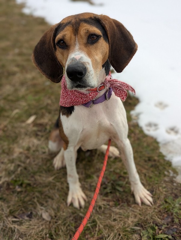 View Fletcher the Dog Photo #14