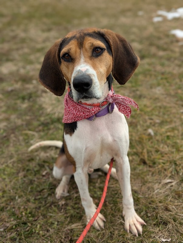 View Fletcher the Dog Photo #13