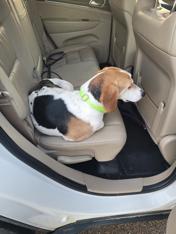 View Arby's the Dog Photo #3