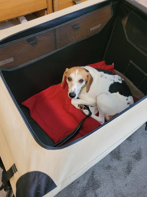 View Arby's the Dog Photo #2