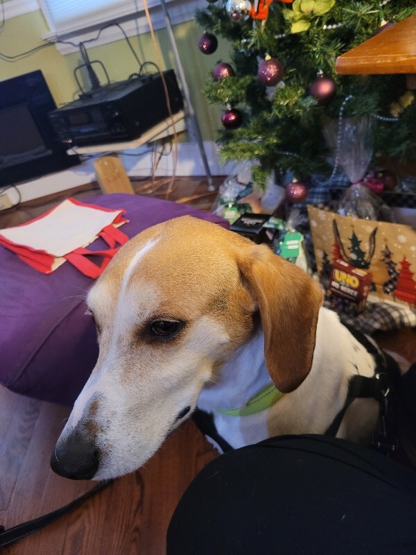 View Arby's the Dog Photo #5