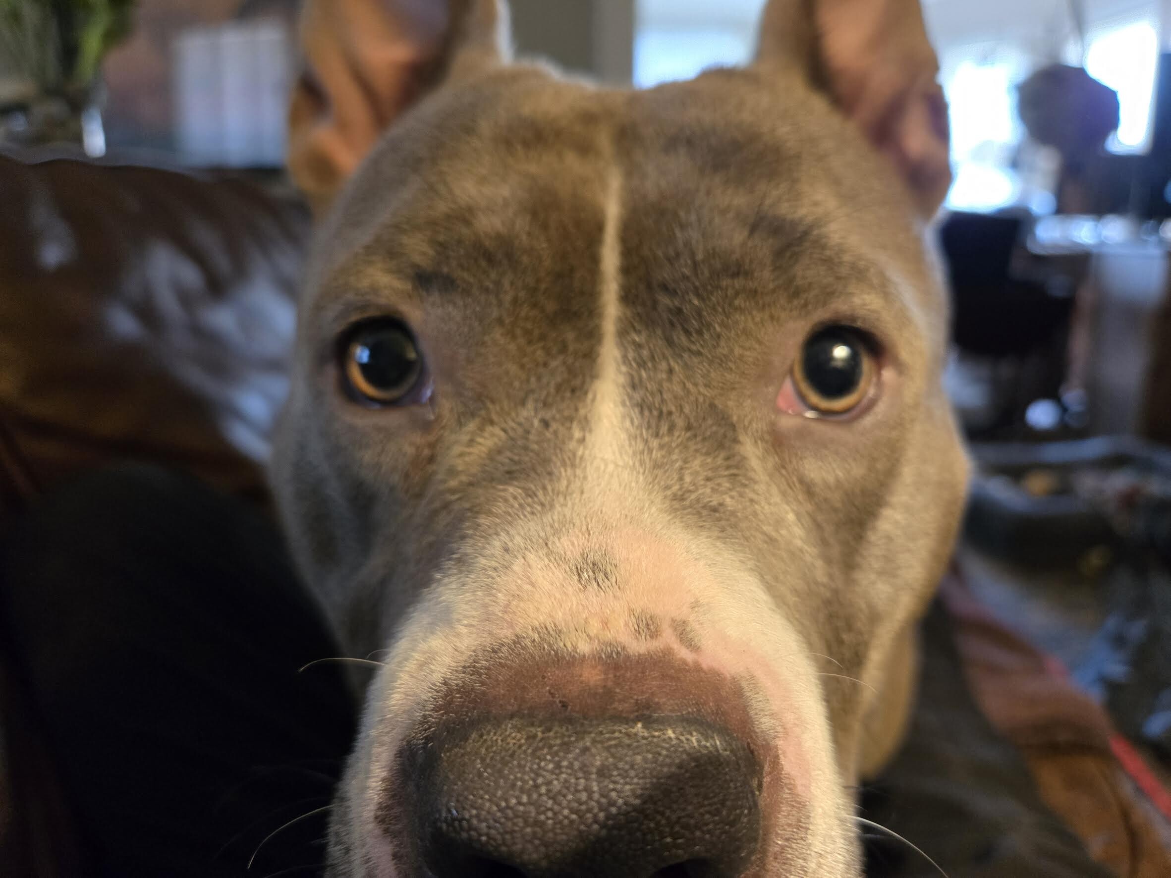 View Pony the Dog Photo #14