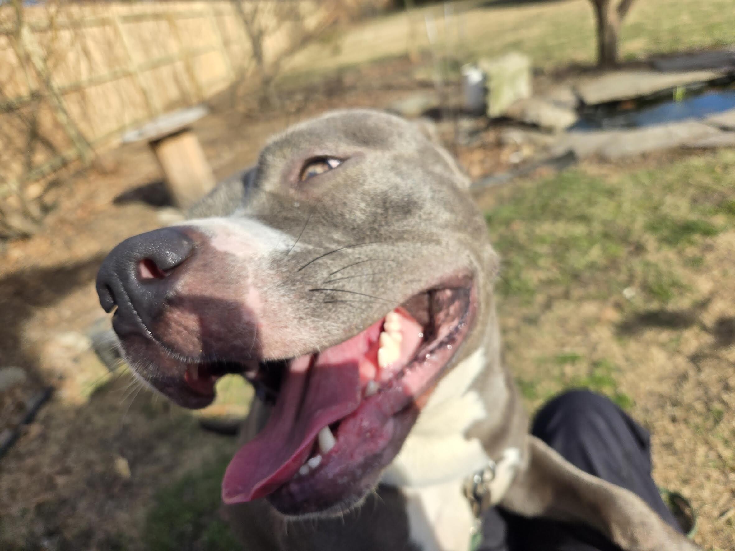 View Pony the Dog Photo #13