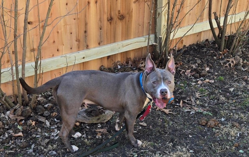 View Pony the Dog Photo #12