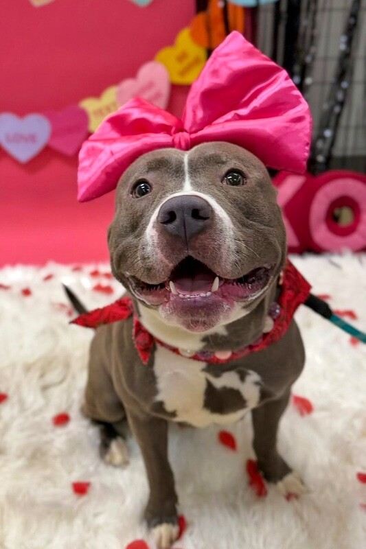 Learn More About Pony 617429192 803454639414585 6381869581819622826 n