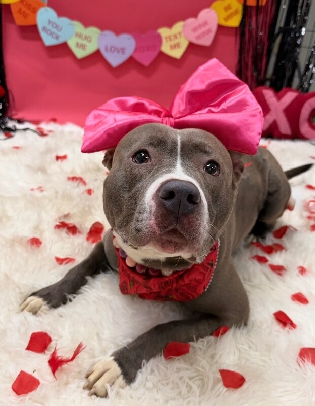 View Pony the Dog Photo #2