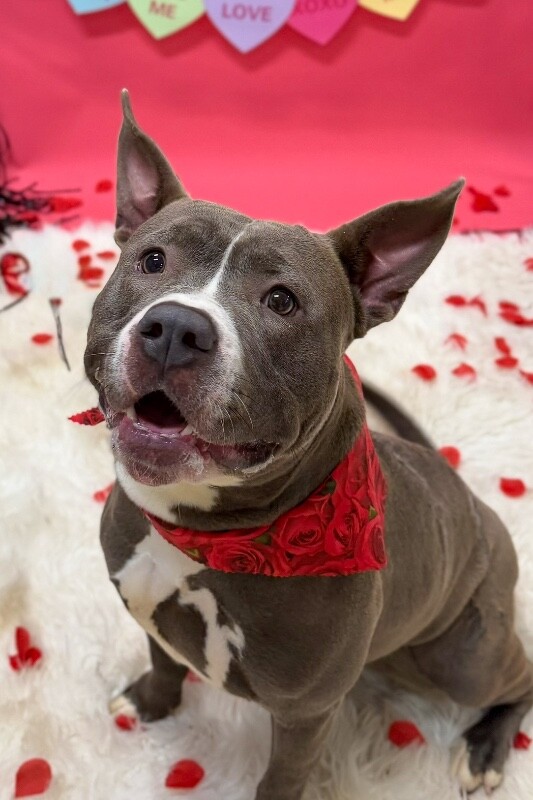 View Pony the Dog Photo #7