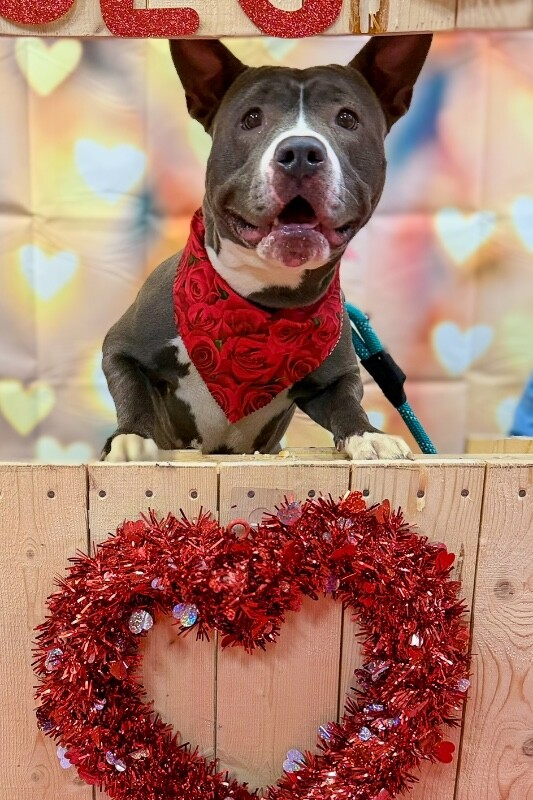 View Pony the Dog Photo #4