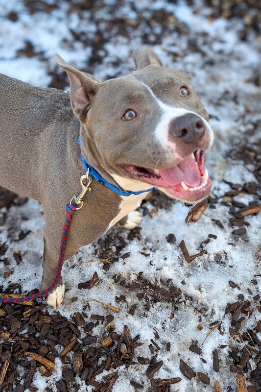 View Pony the Dog Photo #3