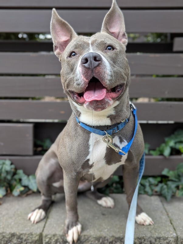 View Pony the Dog Photo #2