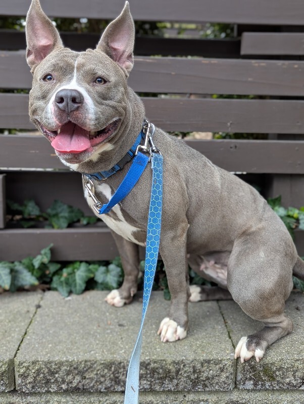 View Pony the Dog Photo #3