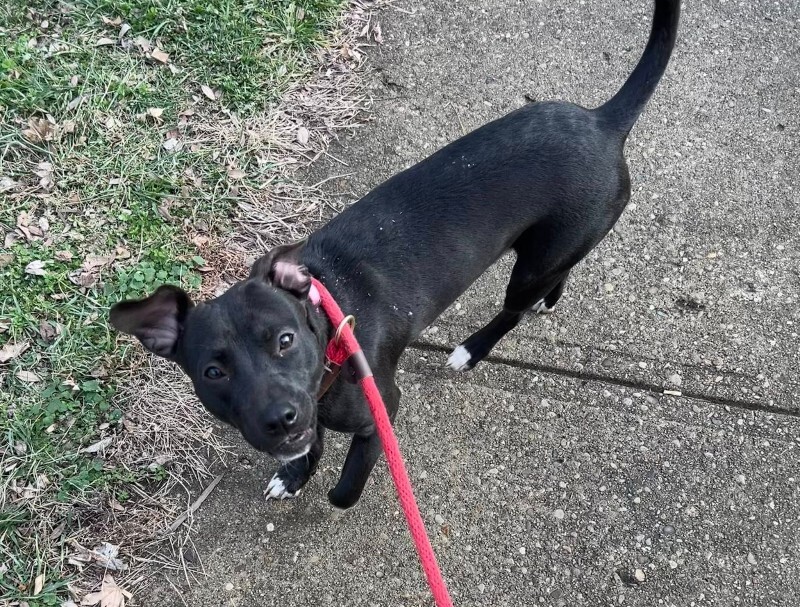 View Minnie the Dog Photo #4