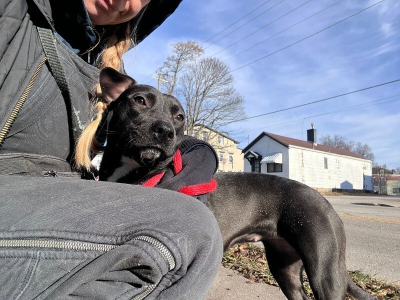 View Minnie the Dog Photo #3