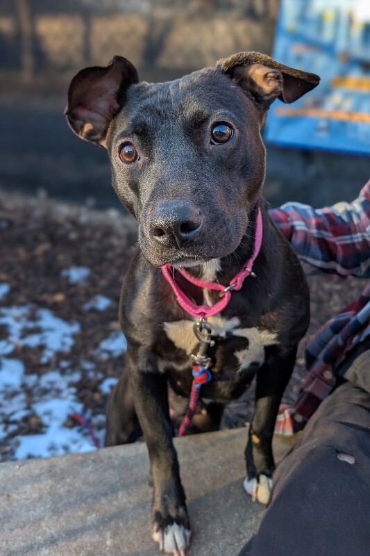 View Minnie the Dog Photo #6