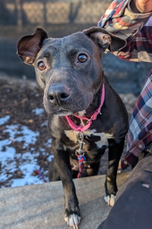 View Minnie the Dog Photo #5