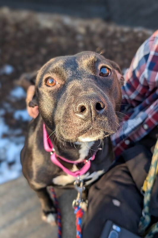 View Minnie the Dog Photo #2