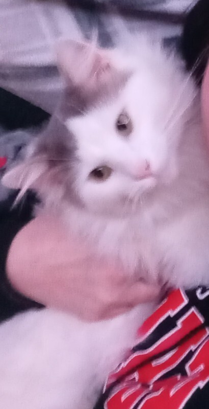 View Lizzie the Cat Photo #2