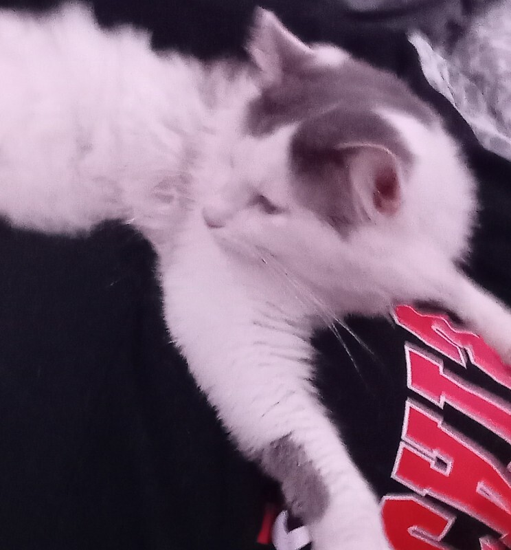 Learn More About this cat 20221125 2230252