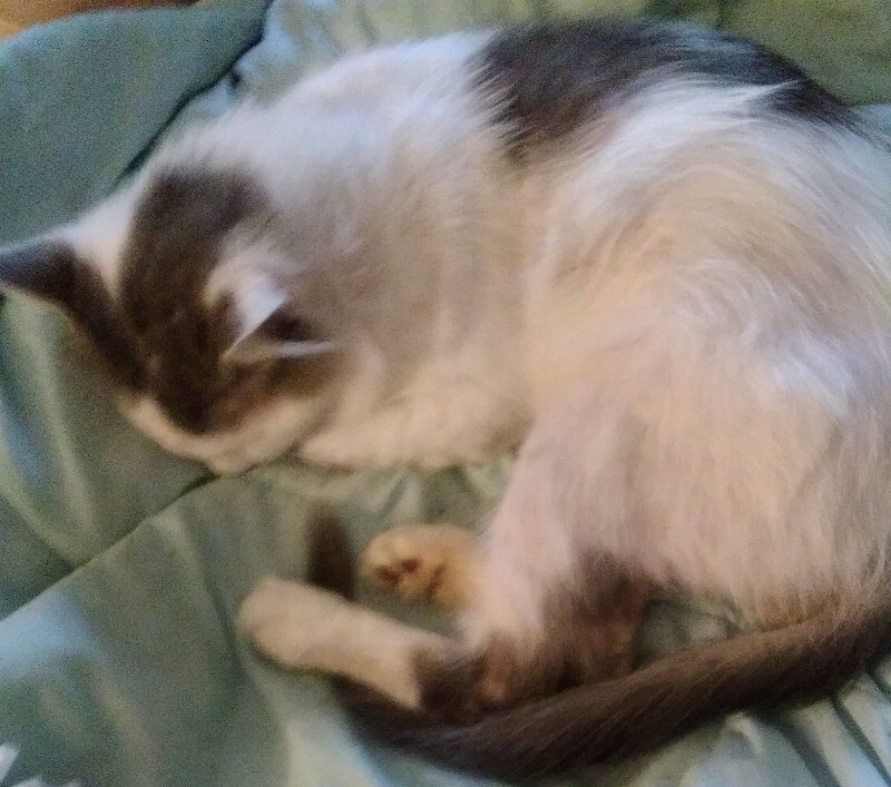 View Lizzie the Cat Photo #3