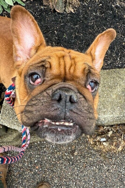 View Marilyn the Dog Photo #5