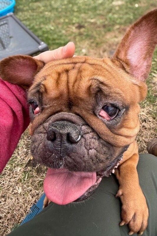 View Marilyn the Dog Photo #4