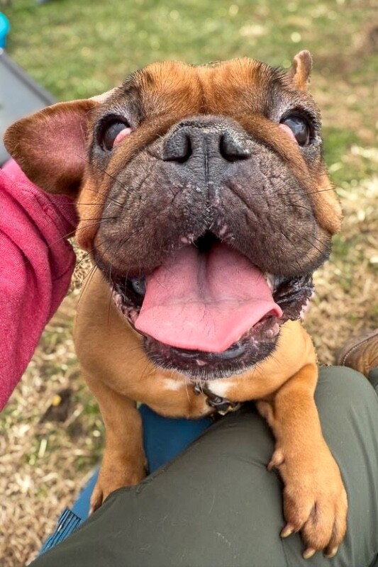 View Marilyn the Dog Photo #2