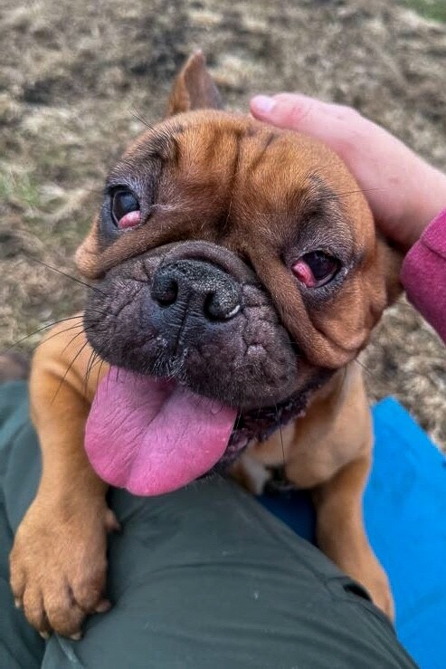 View Marilyn the Dog Photo #3