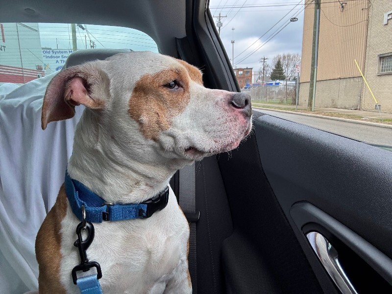 View Chalupa the Dog Photo #11