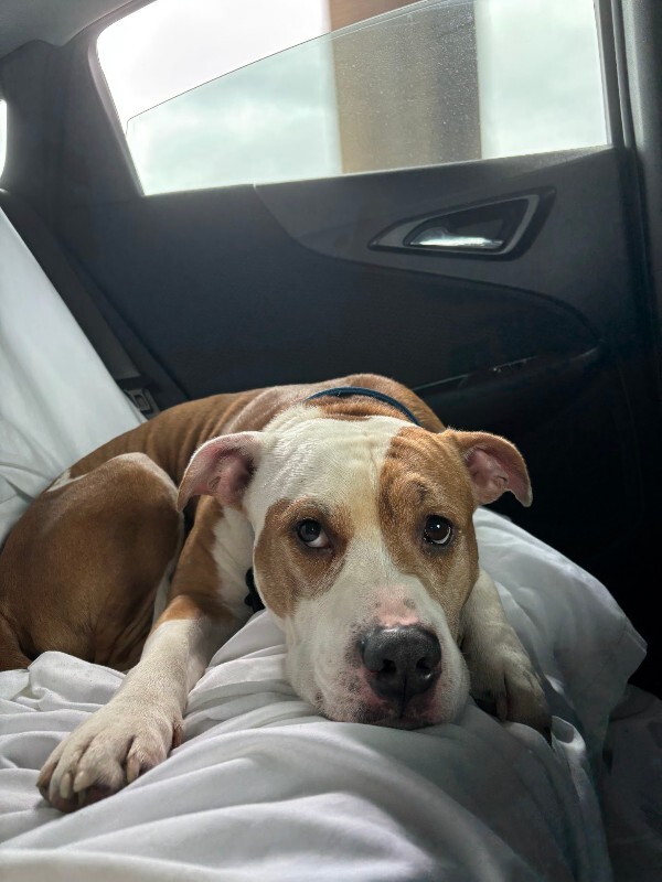 View Chalupa the Dog Photo #8