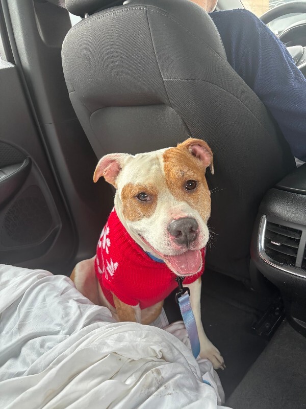 View Chalupa the Dog Photo #5