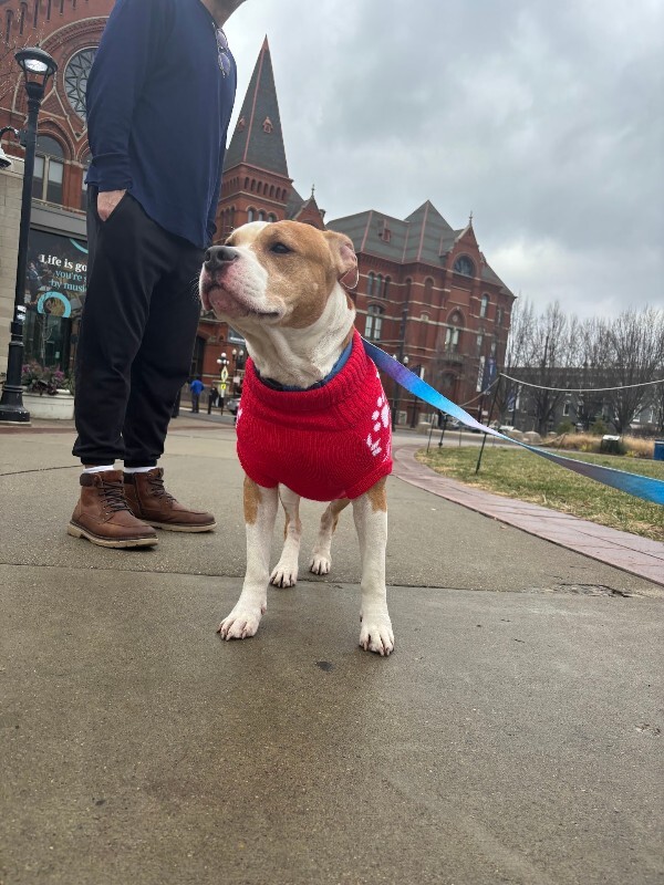 View Chalupa the Dog Photo #9