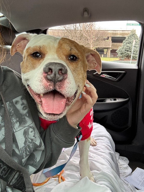 View Chalupa the Dog Photo #3