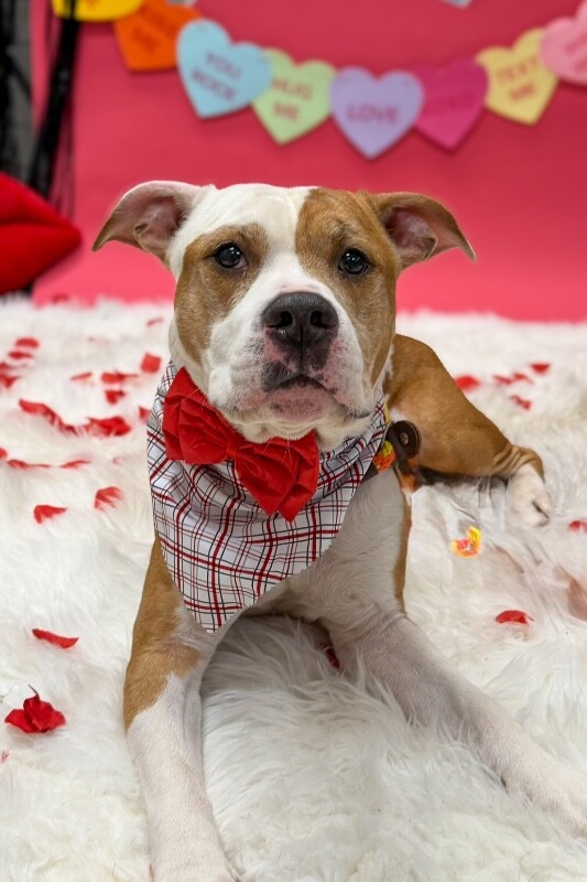 View Chalupa the Dog Photo #2