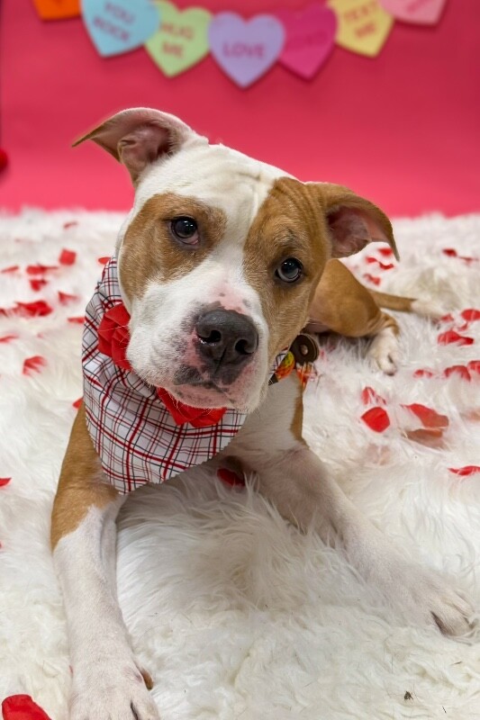 View Chalupa the Dog Photo #6