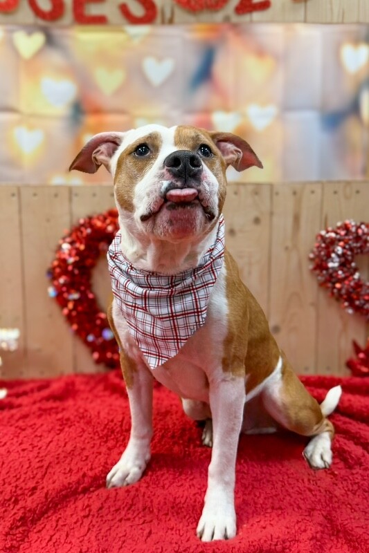 View Chalupa the Dog Photo #7