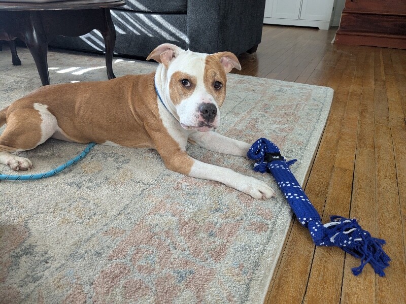 View Chalupa the Dog Photo #12