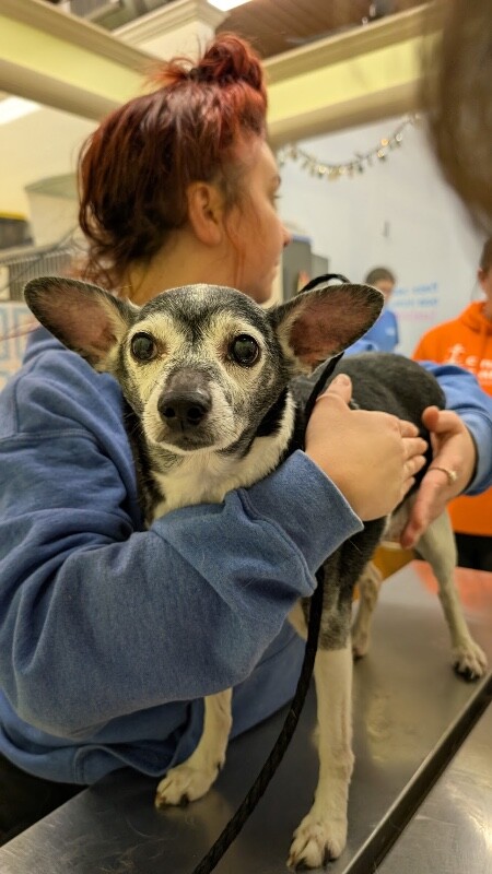 View Mahali the Dog Photo #2