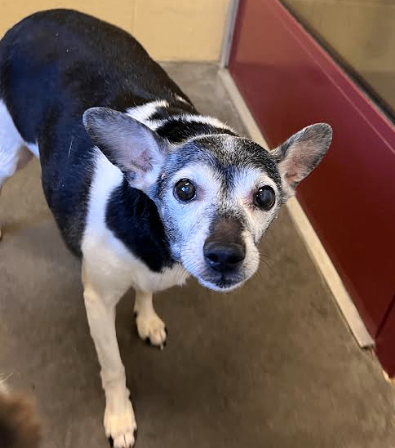 View Mahali the Dog Photo #3