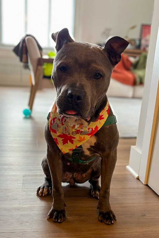 View Cold Spring the Dog Photo #4