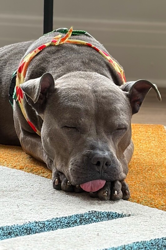 View Cold Spring the Dog Photo #17