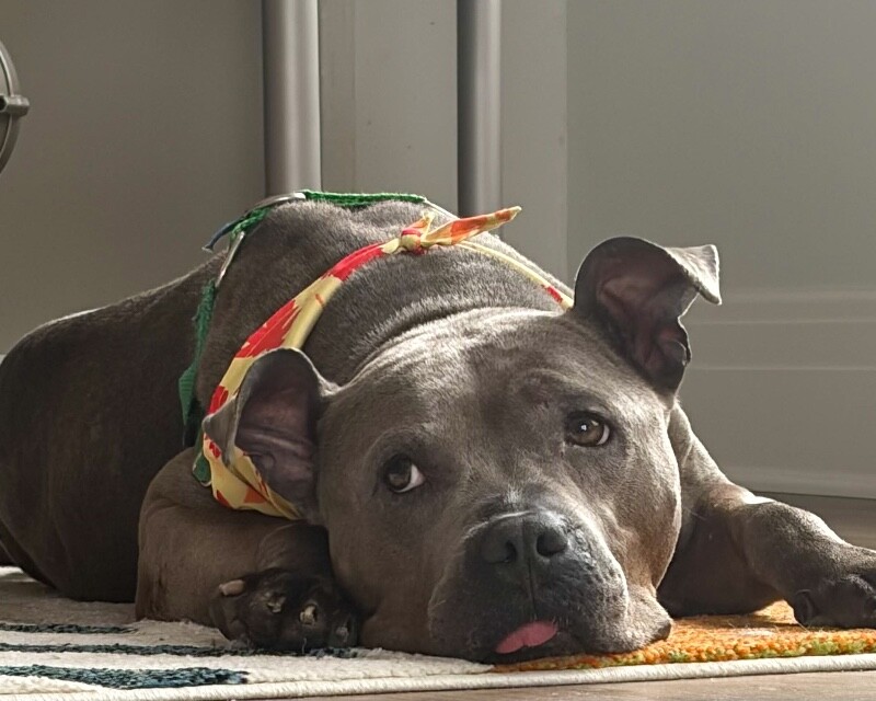 View Cold Spring the Dog Photo #18