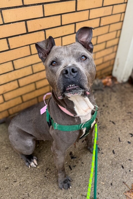 View Cold Spring the Dog Photo #16