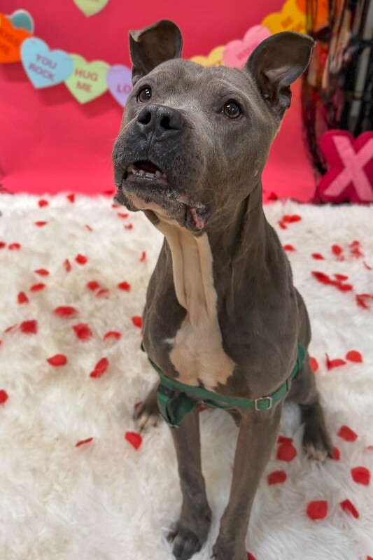 View Cold Spring the Dog Photo #9